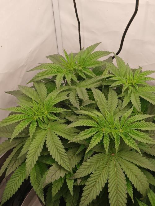 Super Sativa Seed Club DWC Version. Week 6