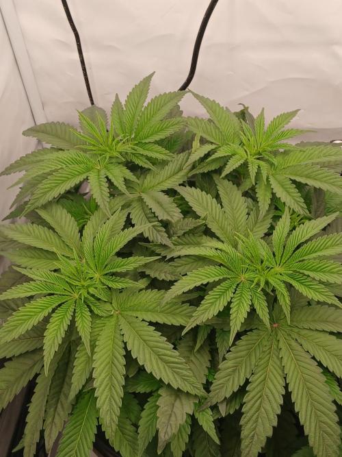 Super Sativa Seed Club DWC Version. Week 6