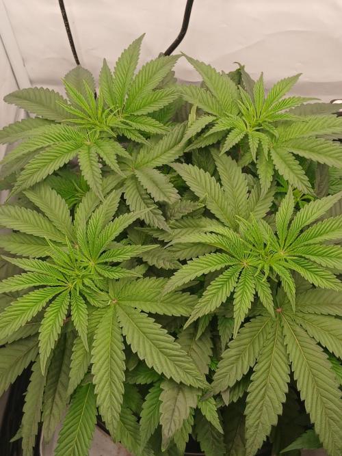 Super Sativa Seed Club DWC Version. Week 6
