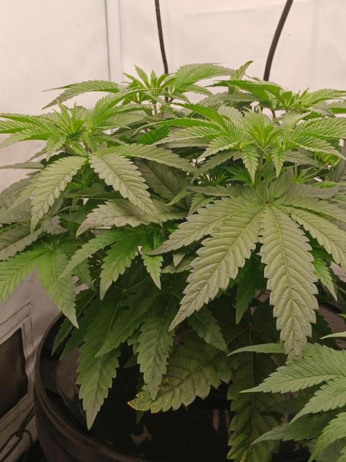 Super Sativa Seed Club DWC Version. Week 6