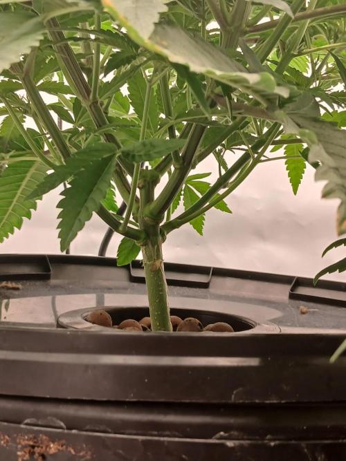 Super Sativa Seed Club DWC Version. Week 6