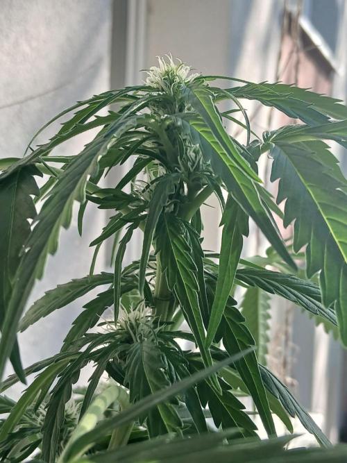 Original Skunk meets Auto. Week 7