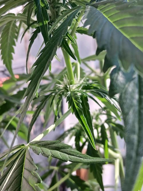 Original Skunk meets Auto. Week 7