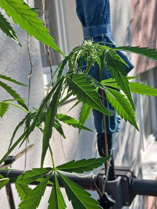 Original Skunk meets Auto. Week 7
