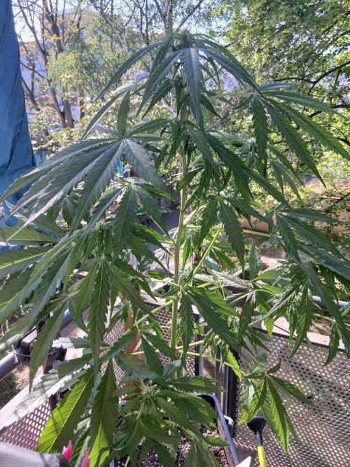 Original Skunk meets Auto. Week 7