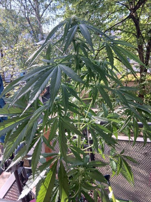 Original Skunk meets Auto. Week 7