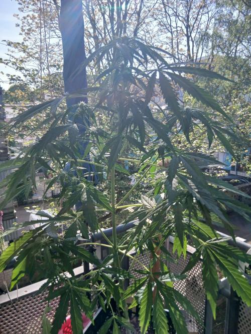 Original Skunk meets Auto. Week 7