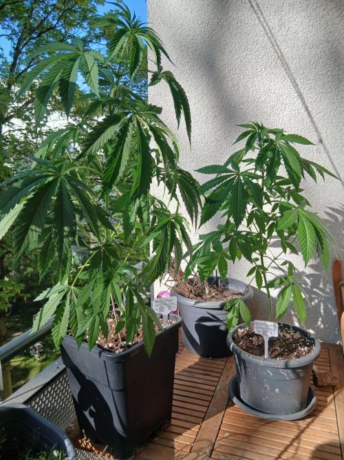 Super Sativa Seed Club Outdoor Version. Week 7