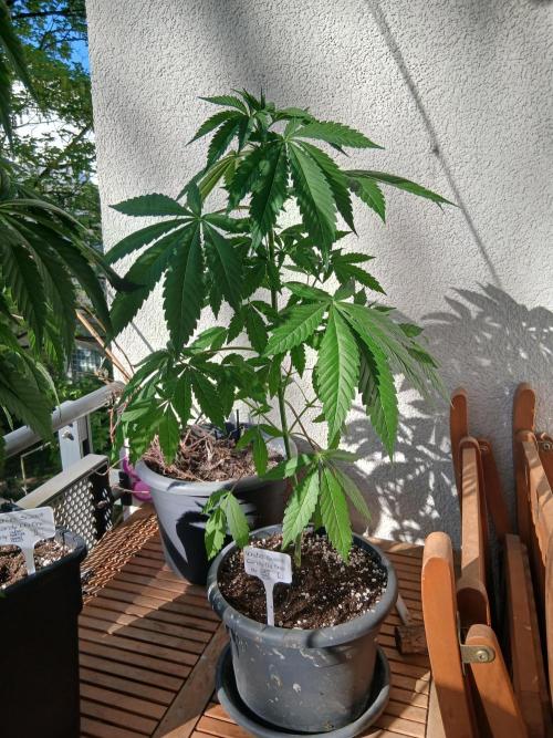 Super Sativa Seed Club Outdoor Version. Week 7