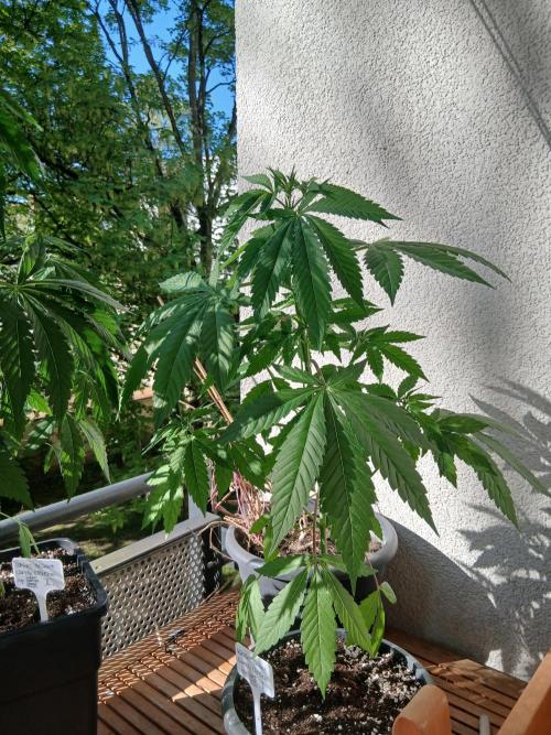 Super Sativa Seed Club Outdoor Version. Week 7