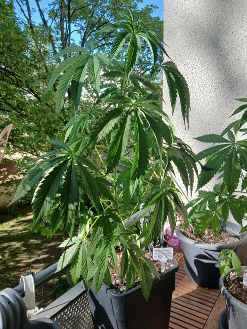 Super Sativa Seed Club Outdoor Version. Week 7