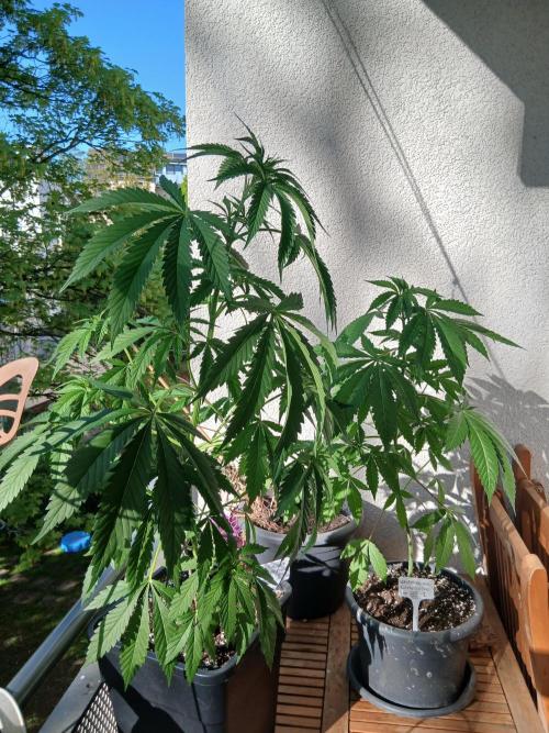 Super Sativa Seed Club Outdoor Version. Week 7