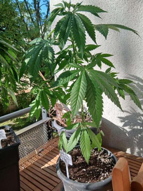 Super Sativa Seed Club Outdoor Version. Week 7