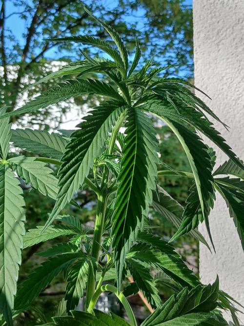Super Sativa Seed Club Outdoor Version. Week 7