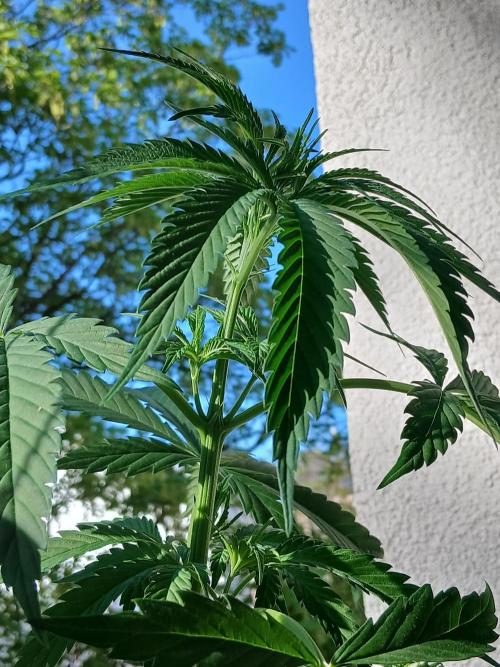 Super Sativa Seed Club Outdoor Version. Week 7