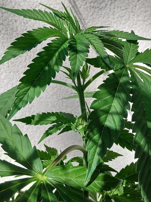 Super Sativa Seed Club Outdoor Version. Week 7