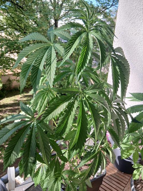 Super Sativa Seed Club Outdoor Version. Week 7