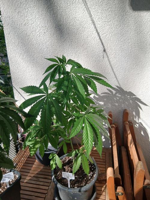Super Sativa Seed Club Outdoor Version. Week 7