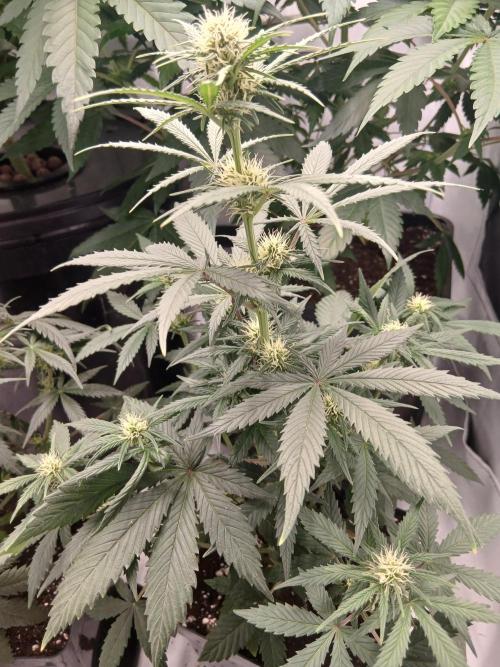 Ghost Train Og. Week 7