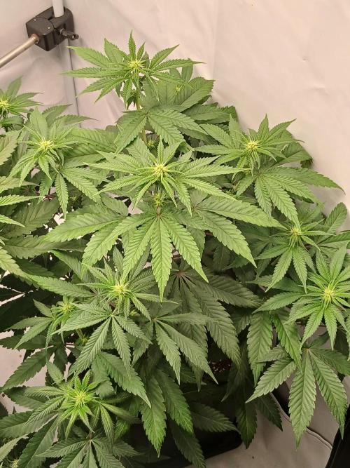 Super Sativa Seed Club Soil Version. Week 7