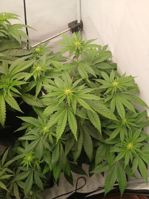 Super Sativa Seed Club Soil Version. Week 7