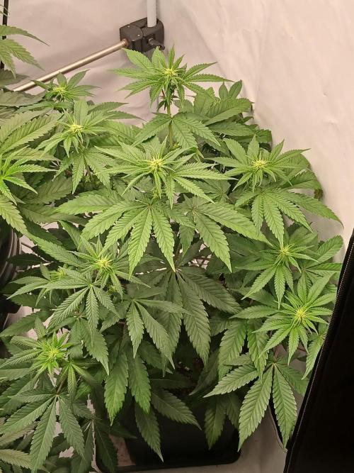 Super Sativa Seed Club Soil Version. Week 7
