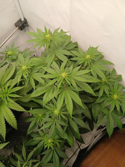 Super Sativa Seed Club Soil Version. Week 7