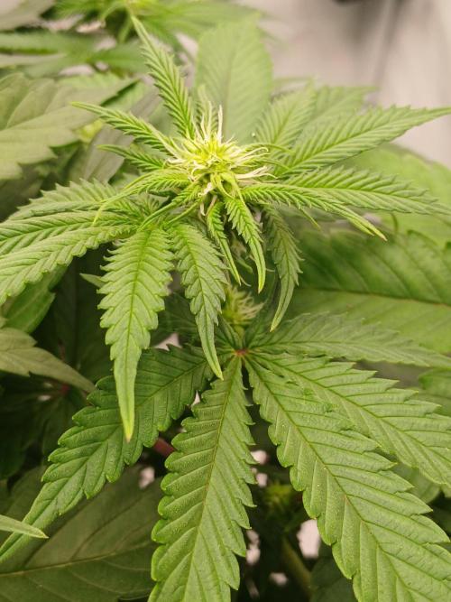 Super Sativa Seed Club Soil Version. Week 7