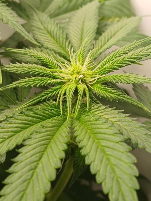 Super Sativa Seed Club Soil Version. Week 7