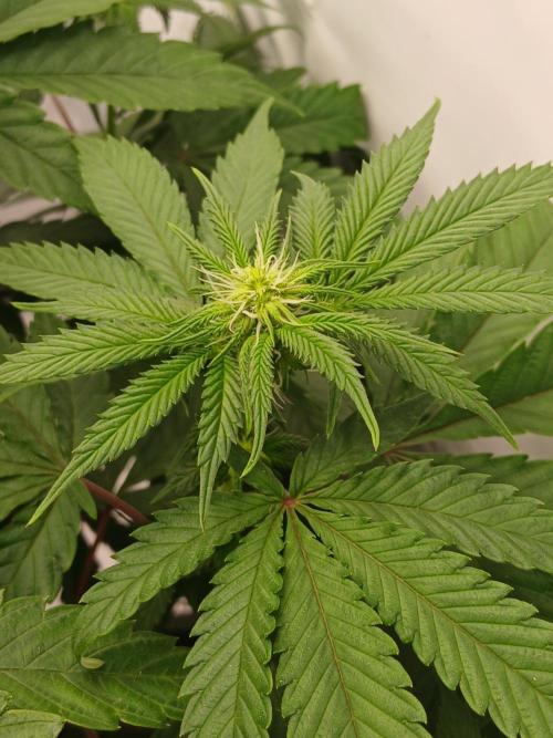 Super Sativa Seed Club Soil Version. Week 7