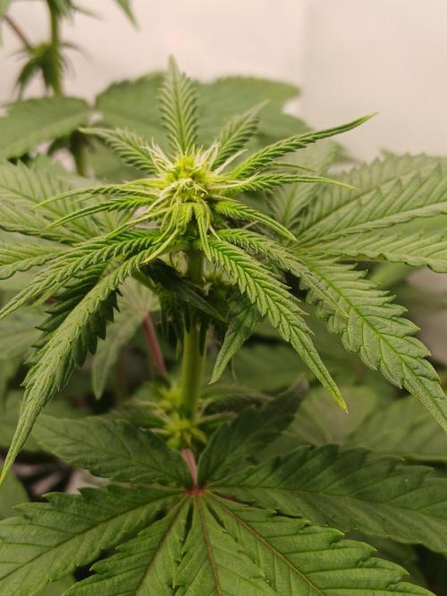 Super Sativa Seed Club Soil Version. Week 7