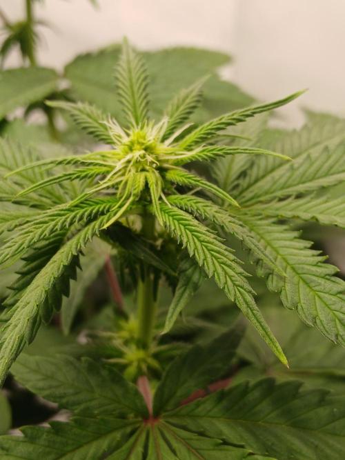 Super Sativa Seed Club Soil Version. Week 7