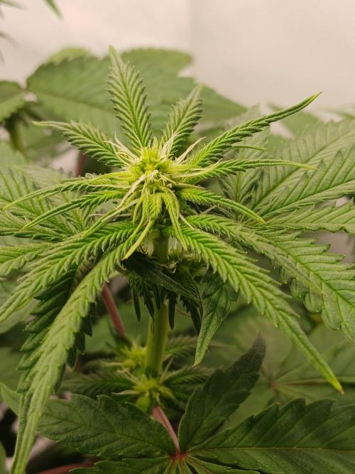 Super Sativa Seed Club Soil Version. Week 7