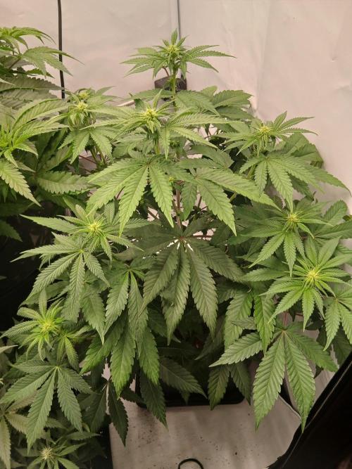 Super Sativa Seed Club Soil Version. Week 7
