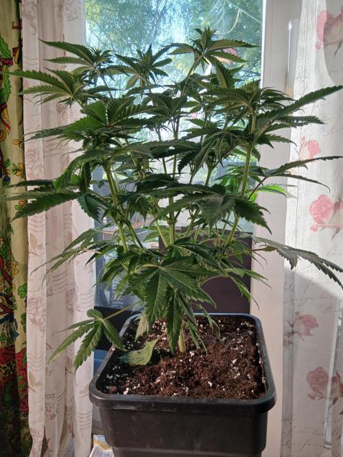 Super Sativa Seed Club Soil Version. Week 7 - RIP my friend 🌸