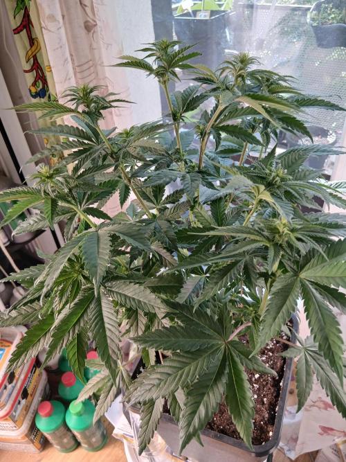 Super Sativa Seed Club Soil Version. Week 7