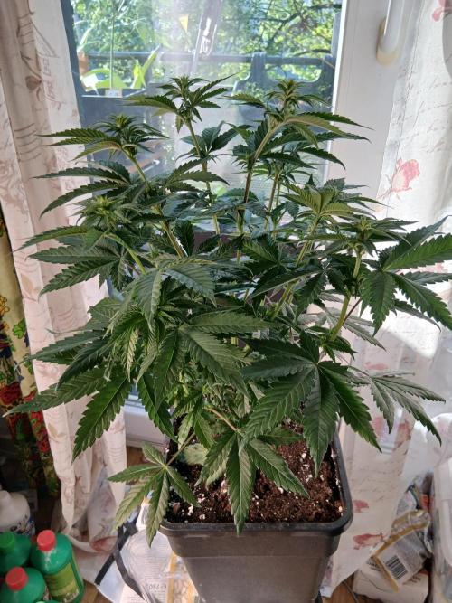 Super Sativa Seed Club Soil Version. Week 7