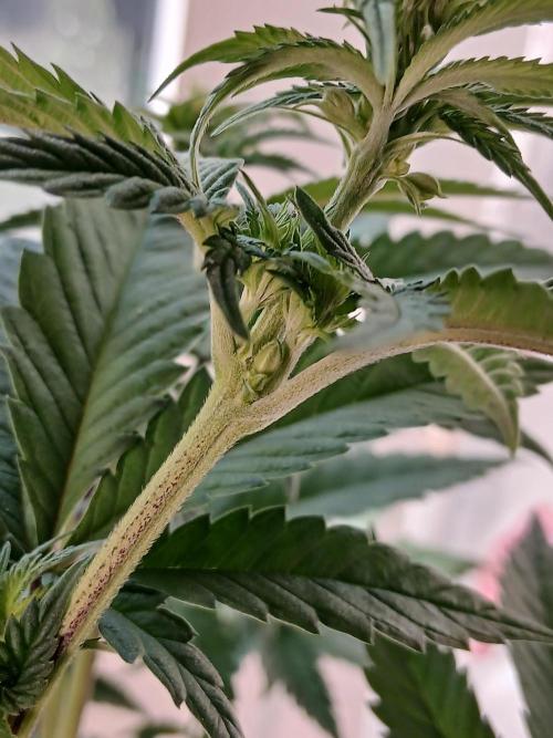 Super Sativa Seed Club Soil Version. Week 7