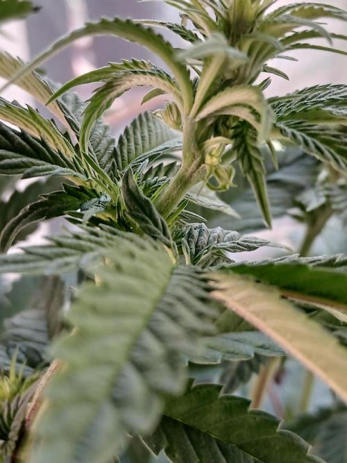 Super Sativa Seed Club Soil Version. Week 7