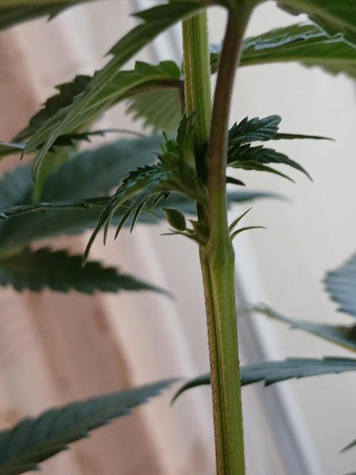 Super Sativa Seed Club Soil Version. Week 7