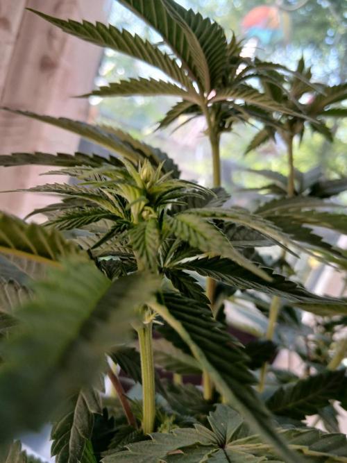 Super Sativa Seed Club Soil Version. Week 7