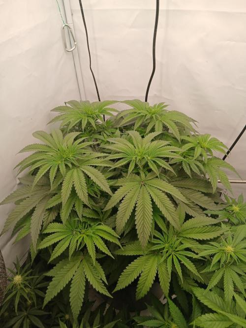 Super Sativa Seed Club DWC Version. Week 7
