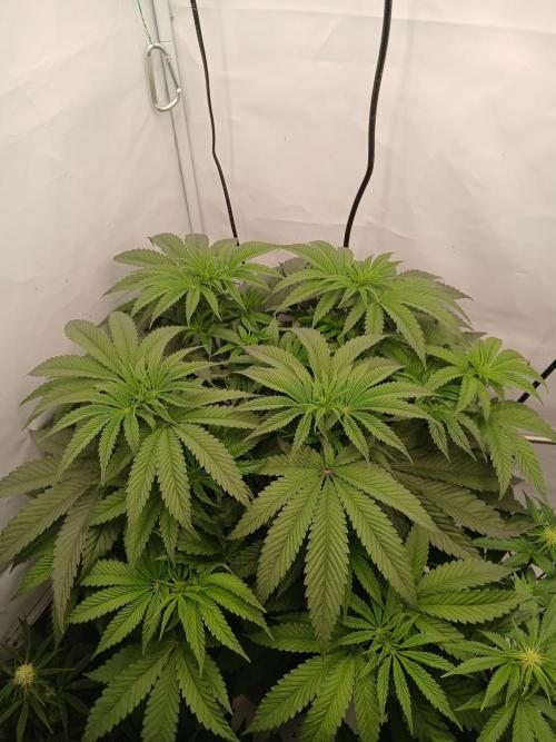 Super Sativa Seed Club DWC Version. Week 7