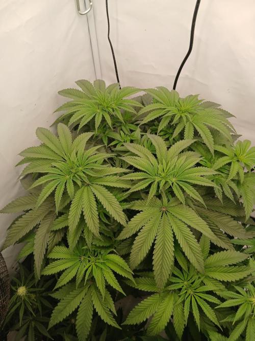 Super Sativa Seed Club DWC Version. Week 7