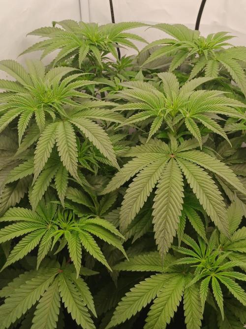 Super Sativa Seed Club DWC Version. Week 7