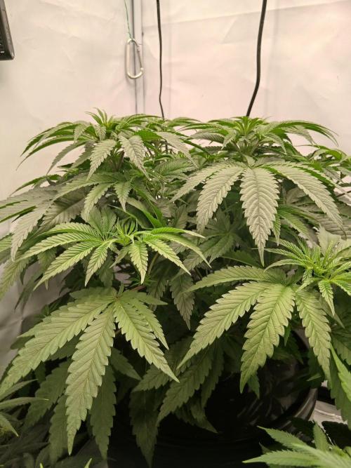 Super Sativa Seed Club DWC Version. Week 7