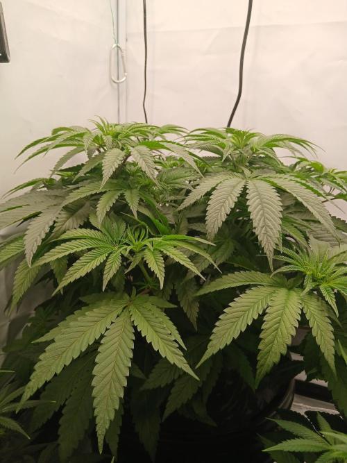 Super Sativa Seed Club DWC Version. Week 7
