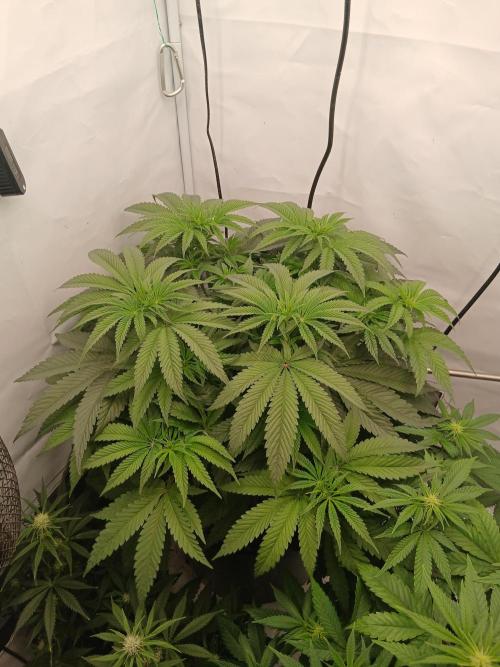 Super Sativa Seed Club DWC Version. Week 7