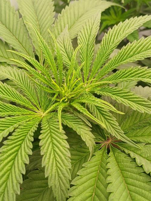 Super Sativa Seed Club DWC Version. Week 7