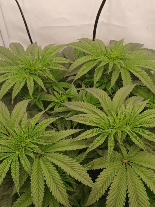 Super Sativa Seed Club DWC Version. Week 7